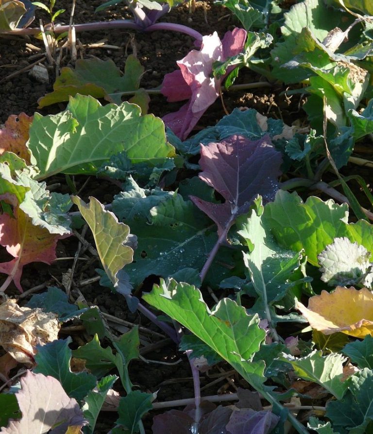 Zwischenfruchtbestand nach Drohnenaussaat